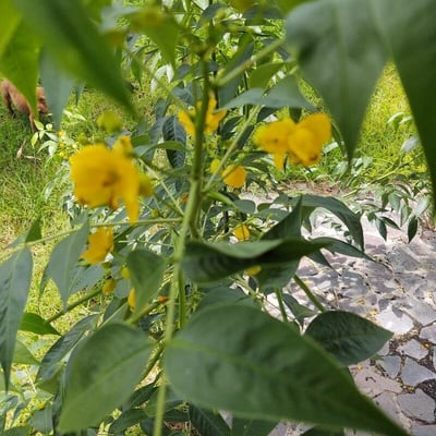 Senna occidentalis — flower