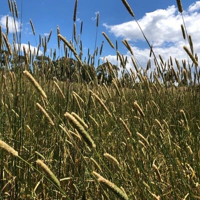 Phalaris aquatica — flower
