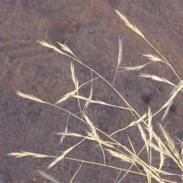 Aristida mutabilis — flower