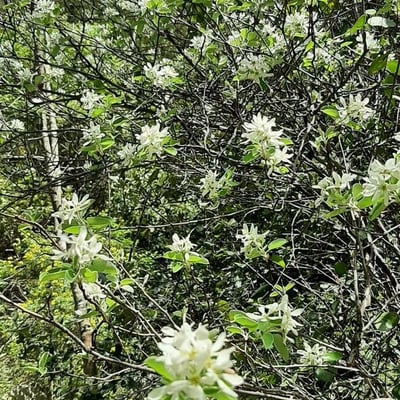 Amelanchier spicata — flower