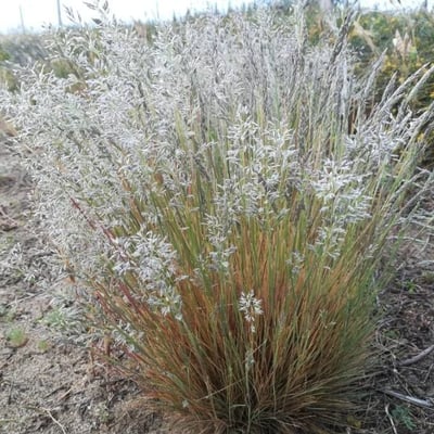 Corynephorus canescens — flower