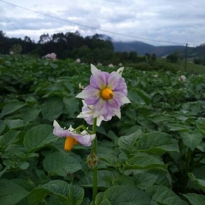 Solanum tuberosum — flower