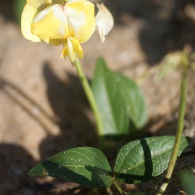 Vigna luteola — flower