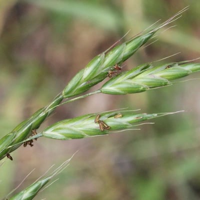 Bromus racemosus — flower