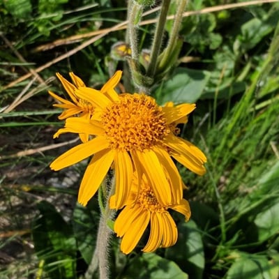 Arnica montana — flower