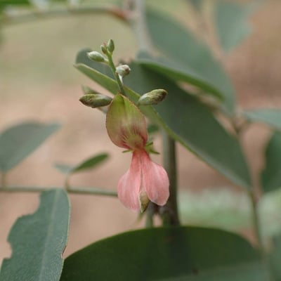 Indigofera suffruticosa — flower