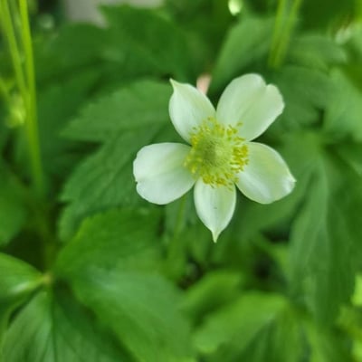 Anemone virginiana — flower