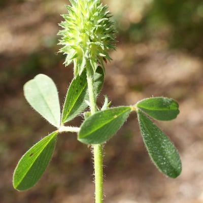 Trifolium squamosum — flower