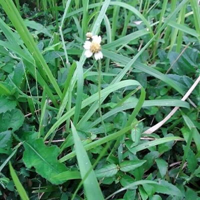 Tridax procumbens — flower