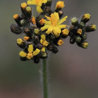 Pilosella cymosa — flower