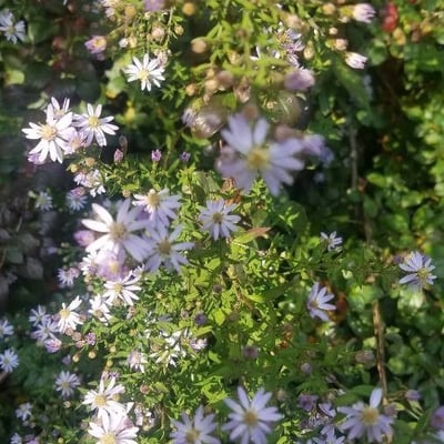 Symphyotrichum cordifolium — flower