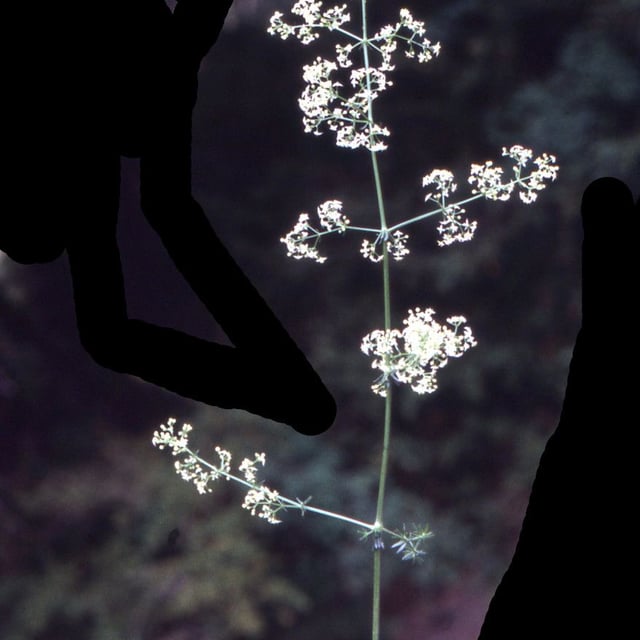Galium lucidum — flower