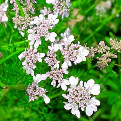 Coriandrum sativum — flower