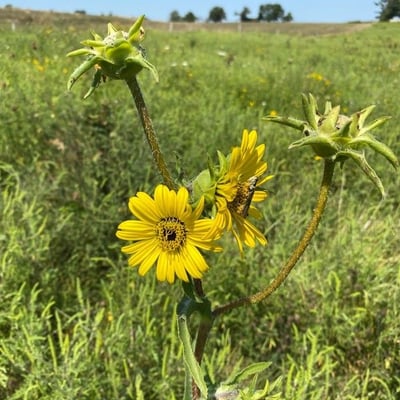 Silphium laciniatum — flower
