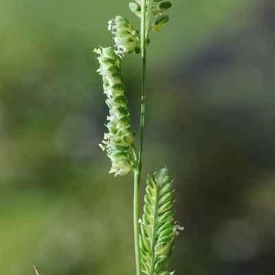 Beckmannia syzigachne — habit