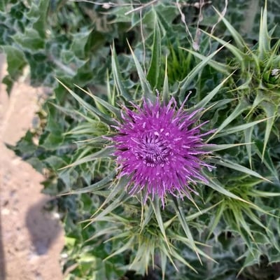 Silybum marianum — flower