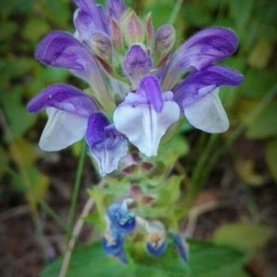 Scutellaria alpina — flower