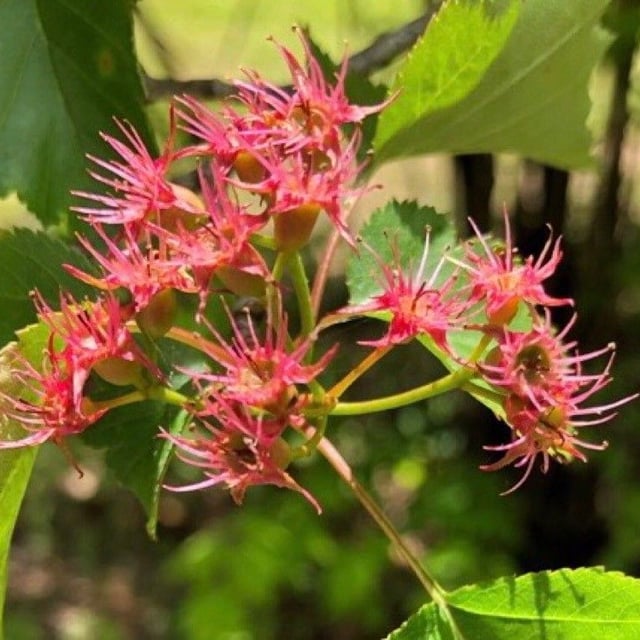 Crataegus macrosperma — flower