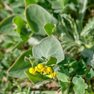 Coronilla scorpioides — flower