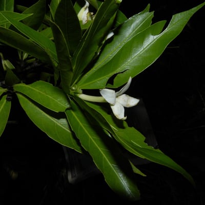 Alibertia edulis — flower