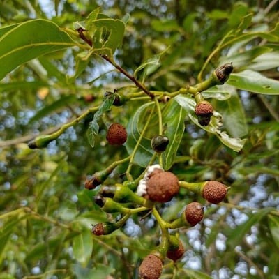 Ocotea diospyrifolia — fruit
