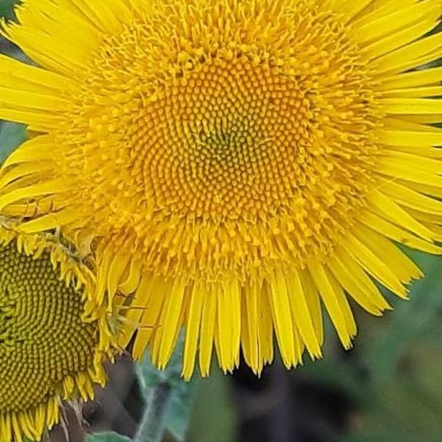 Pulicaria odora — flower