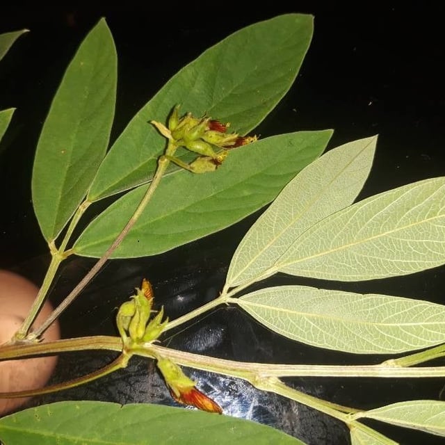 Cajanus cajan — flower