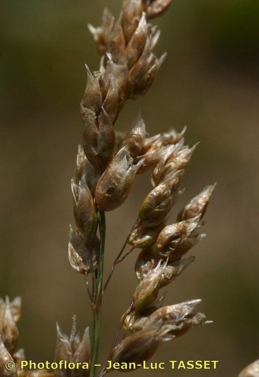 Holy-grass