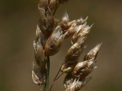 Holy-grass
