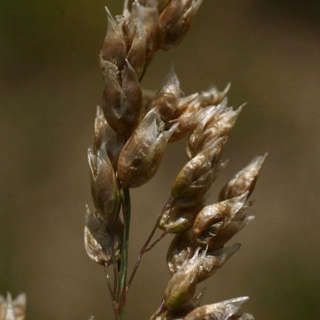 Anthoxanthum nitens — flower