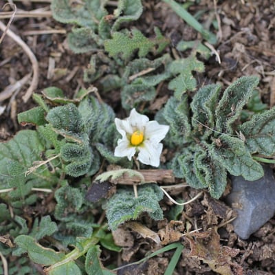 Solanum acaule — habit