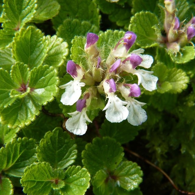 Teucrium pyrenaicum — flower