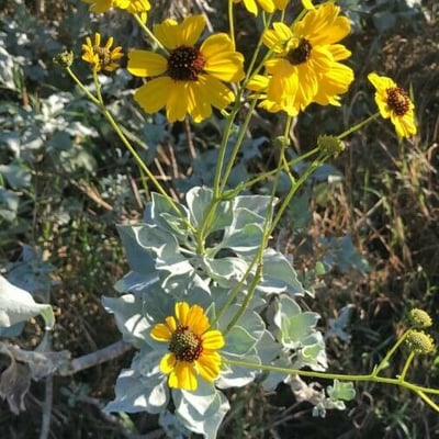 Encelia farinosa — flower