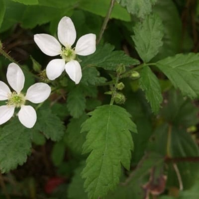 Rubus ursinus — flower