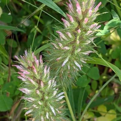Trifolium angustifolium — flower