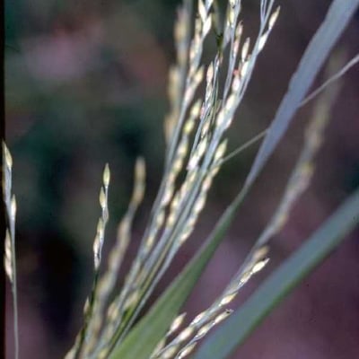Panicum dichotomiflorum — flower
