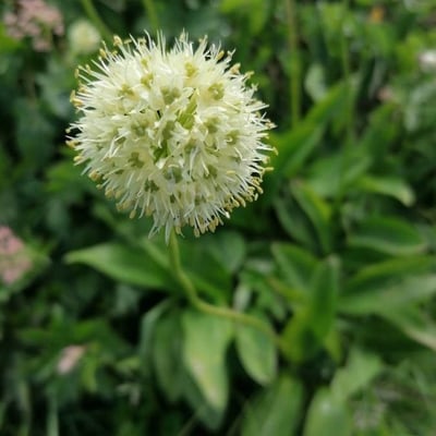 Allium victorialis — flower