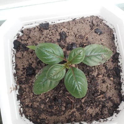 Ocimum americanum — flower