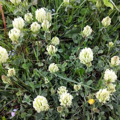 Trifolium ochroleucon — flower