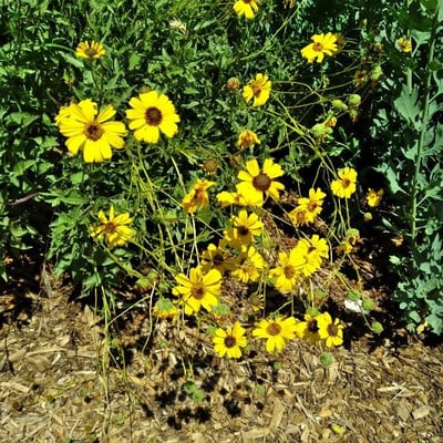Encelia californica — flower