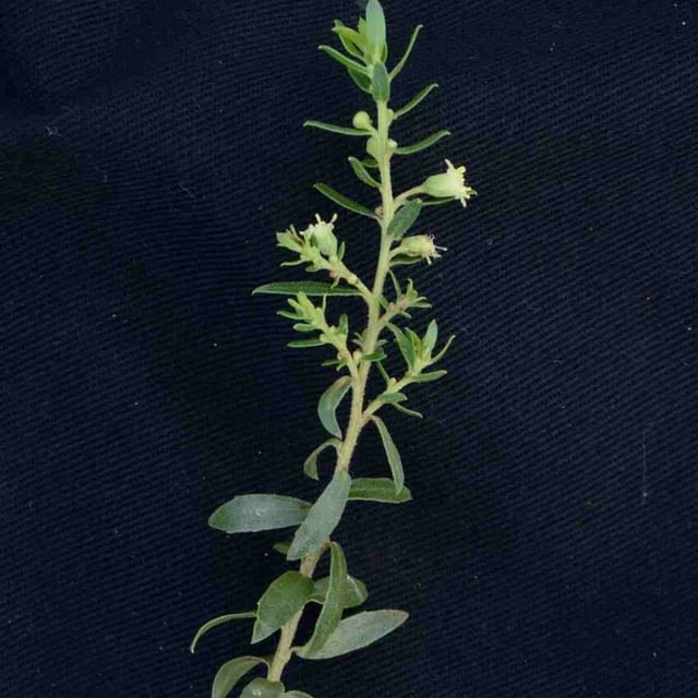 Baccharis dracunculifolia — flower