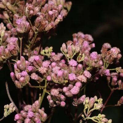 Ayapana amygdalina — flower