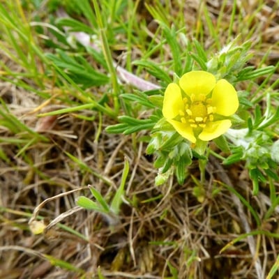 Potentilla supina — flower