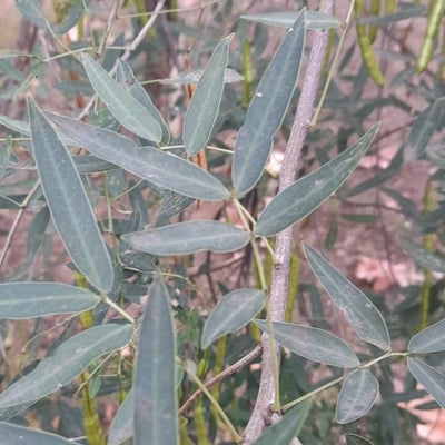 Senna pendula — leaf