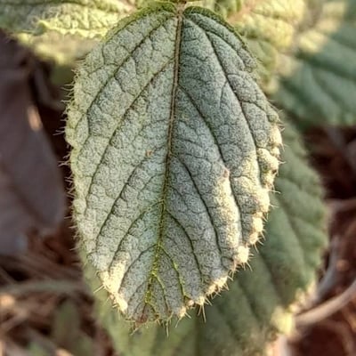 Waltheria communis — leaf