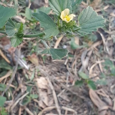 Malvastrum coromandelianum — flower