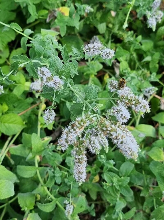Bigleaf mint