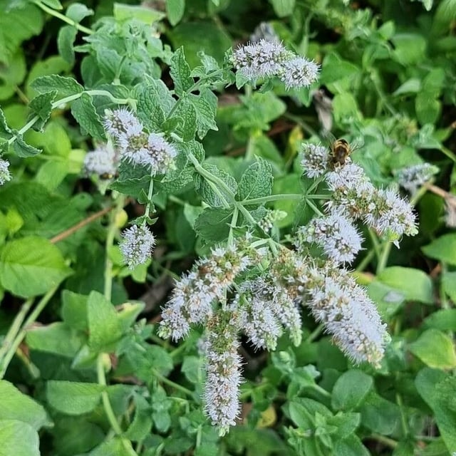Mentha × rotundifolia — flower