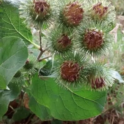 Arctium lappa — flower