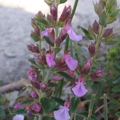 Teucrium chamaedrys — flower